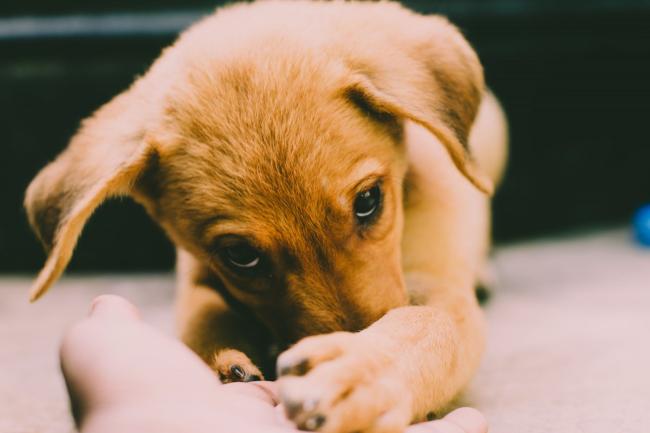Puppy biting a hand